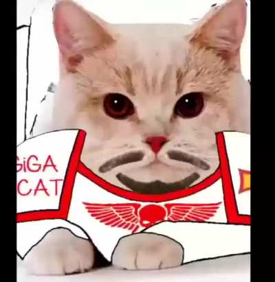 Based cat🗿