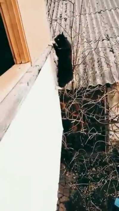 Миссия: не-мур-мур-нима