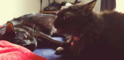 The Fuzz wants nothing to do with your affection.