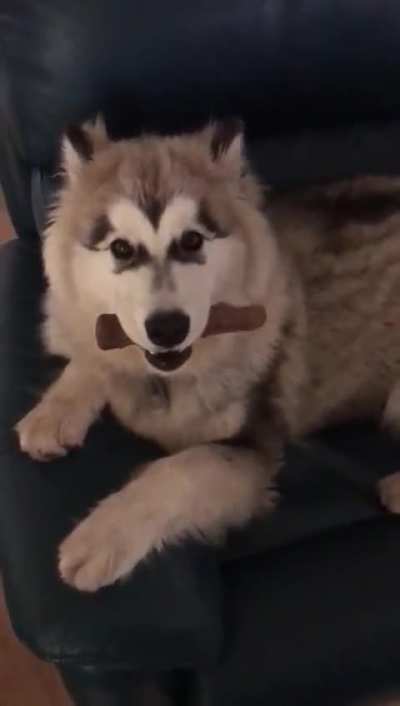 As a pup finding his voice. 😂 probably the youngest video i have of him talking/wooing.