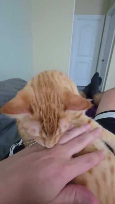 Cat.