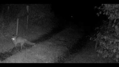 N&auml;r man kollar &aring;telkameran efter att ha varit bortrest och ser hur ens lilla 3 kilos katt jagar iv&auml;g en invaderande fiende