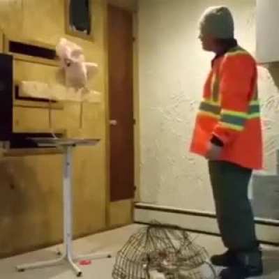 Swearing parrot
