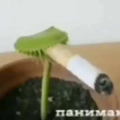 Smoke weed everyday