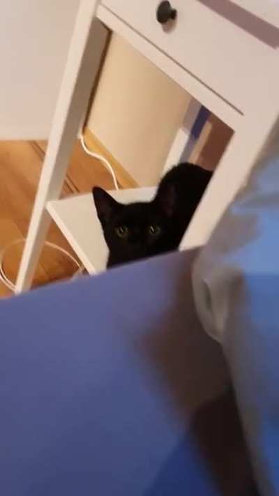 Wanted to take a cute video of him but ended up getting attacked :(