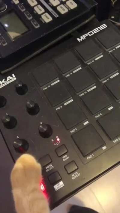 Avicii reincarnated as a... cat?!