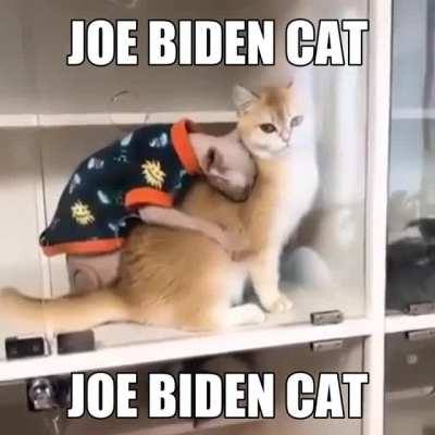 sniff sniff