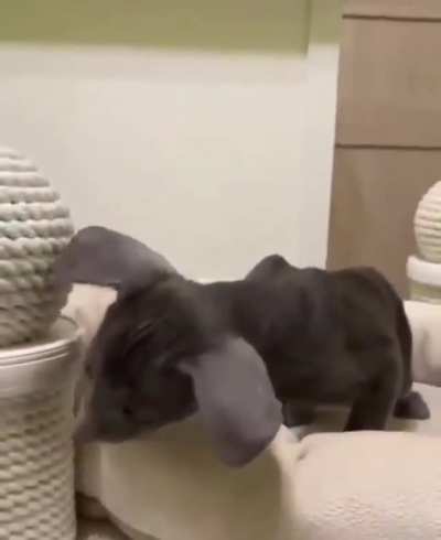 Котопёс