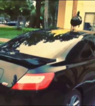 That guy needs a car wash 😂😅
