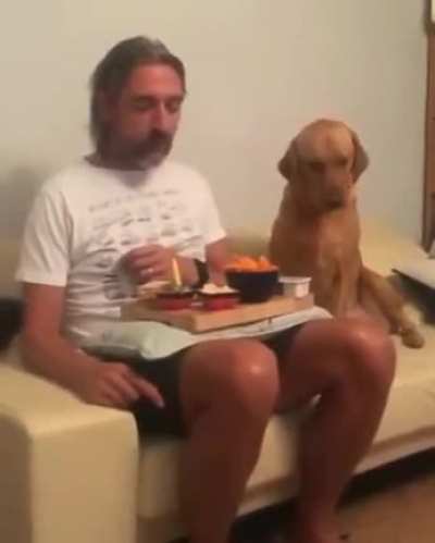 The dog showing " no interest " in food