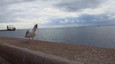 gaivota????