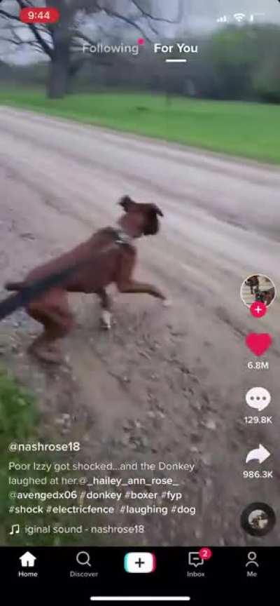 The dog actually screamed and the donkey actually laughed 😂