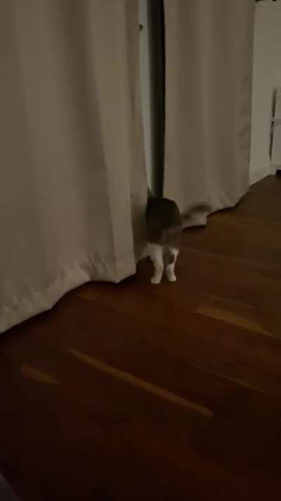 Smol criminal learning &ldquo;how to cat&rdquo; from mom. This lesson is titled &ldquo;hide, sneak attack, escape&rdquo;. Perhaps the most important of all lessons? We shall see what she has in store next for this little inmate.