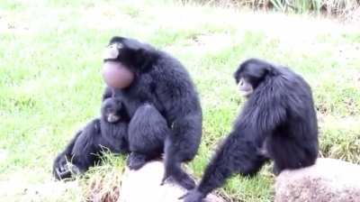 I see your monke, I raise you l&acirc;rgē m&ouml;&ntilde;k&egrave;