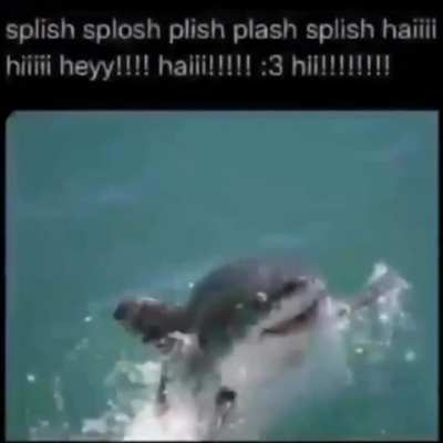 Losercity shark