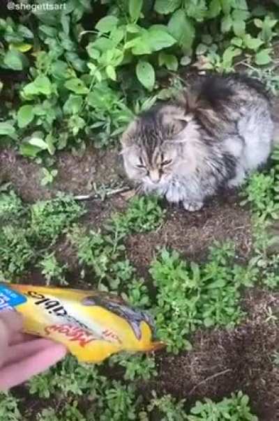 Meow mix