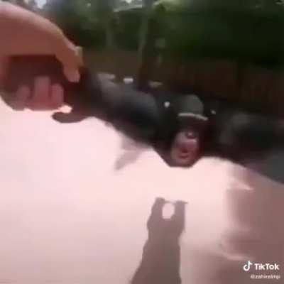 Chimpànce