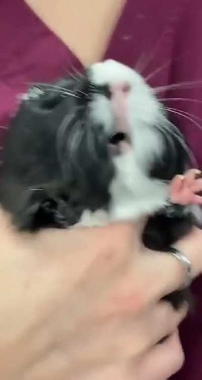 eeeeeeeeeaaaaaaaaaaaaaaaaaaaaaaaaaa