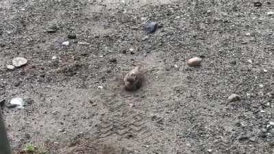 [Haiku] Sparrow Goes Toot