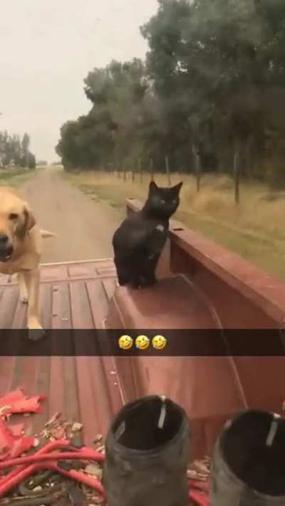 The best cats are the ones that act like dogs