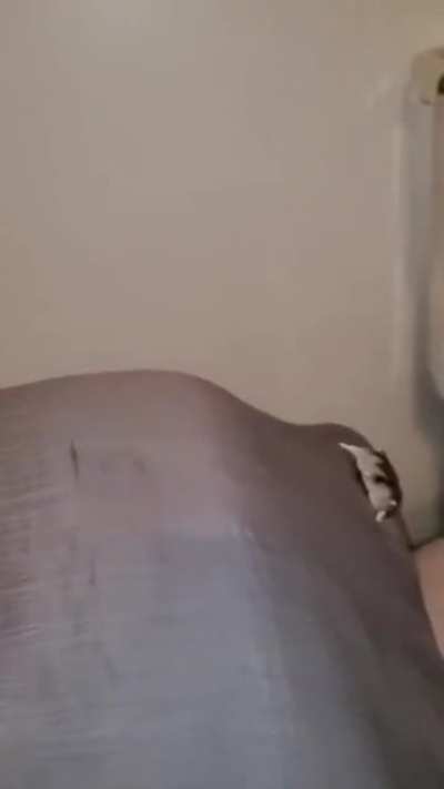 My sorry ass trying to reach for som karma, but falling short again and again