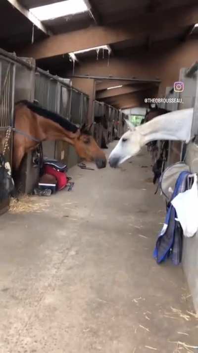 horse