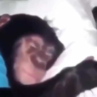 Munkey