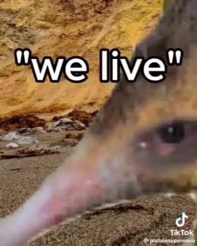 Rule