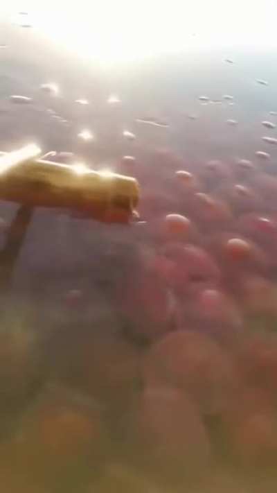 Jellyfish everywhere