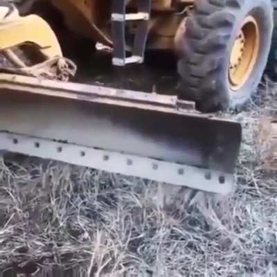 Когда твой пёс доверяет тебе на все сто