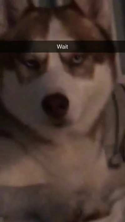 Dog says &ldquo;a&rdquo;
