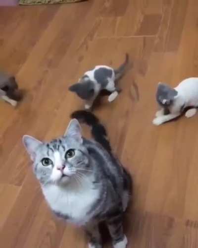 &ldquo;Tail...&rdquo; &ldquo;Tail!!!&rdquo; &ldquo;TAIL!!!&rdquo;