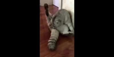 Cat finds out it's been neutered.