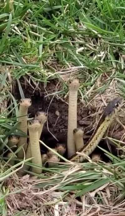Snake family