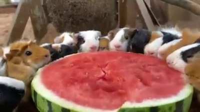 Plenty for everyone