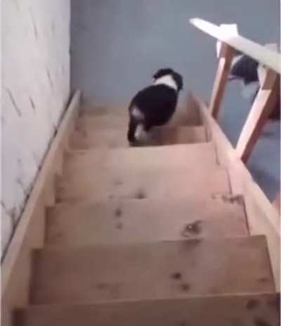 Pupper didn&rsquo;t know how to use the stairs til mom showed him