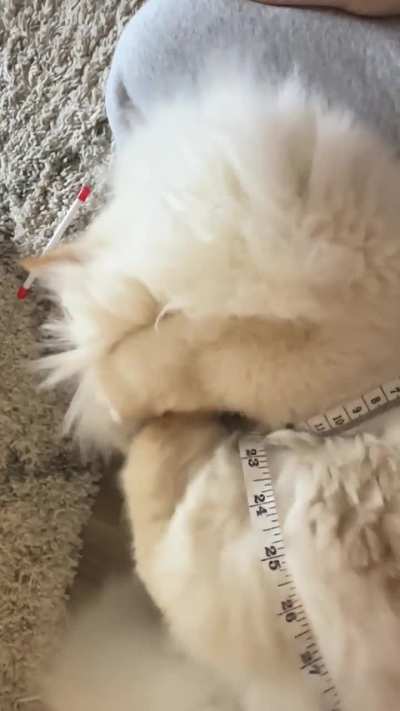 Does anyone else&rsquo;s himmy have insane cheek fur?