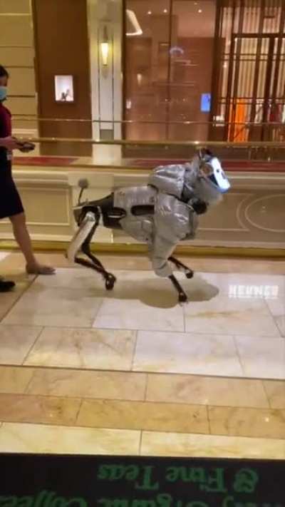 Robodog is following you