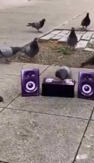 Dj p&eacute;ck