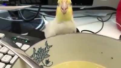 To steal some soup