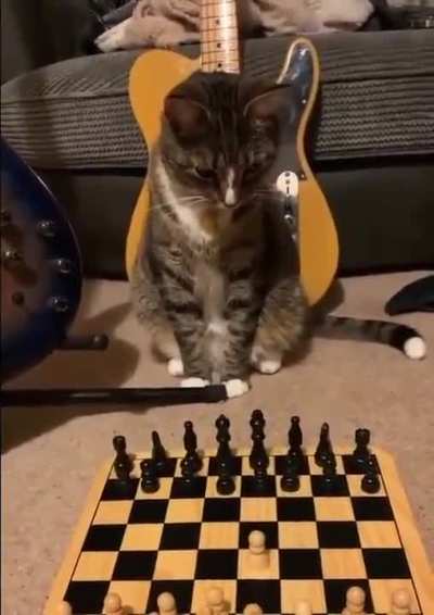 How do I counter the Mittens Gambit?