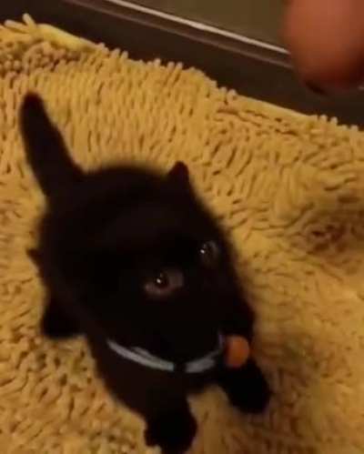 cAt ViCiOuSlY mAuLs OwNeR [wArNiNg: GoRe!]