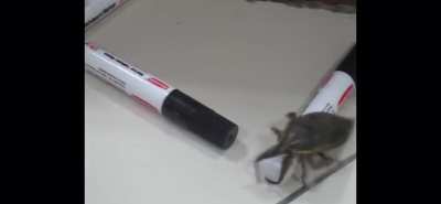 Big ole bug