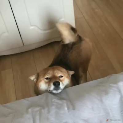 Morning pets pls