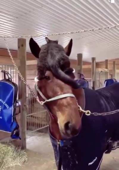 Taking care of the horse