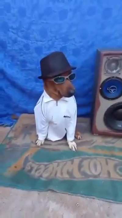 polito