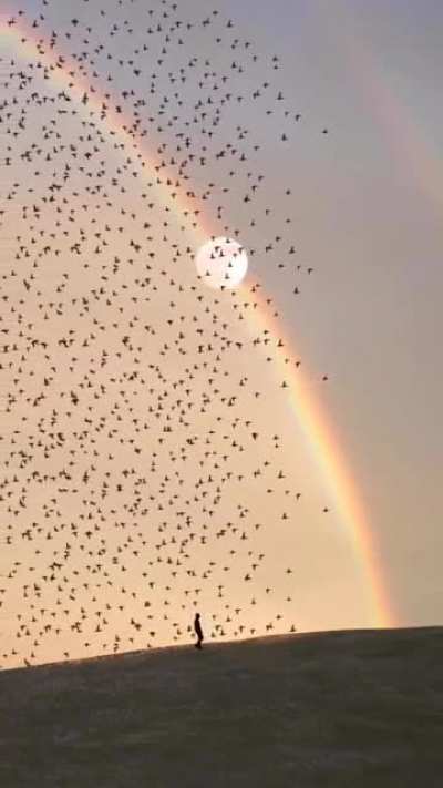 Nature is so beautiful, the birds rainbow and moon