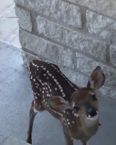 A little visitor