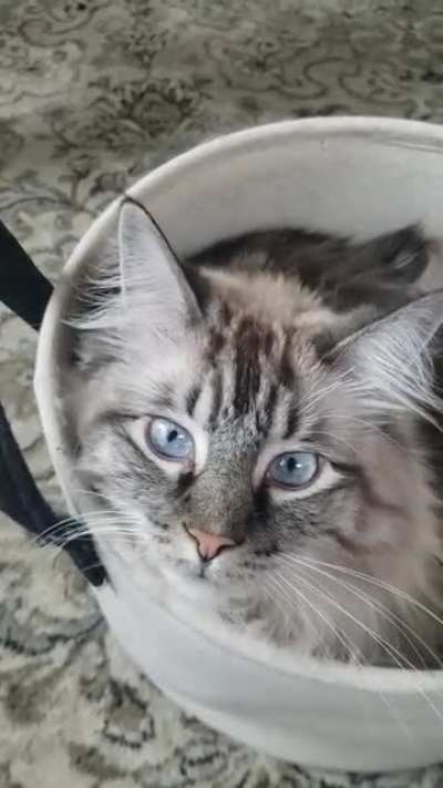 Basket buddy Hank!