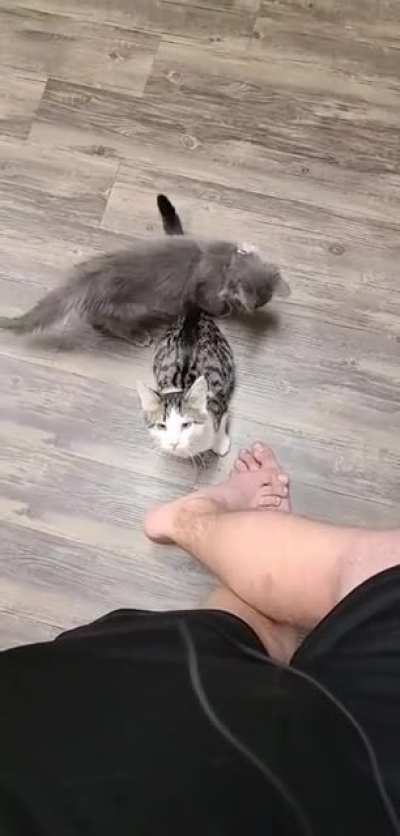 My roommate's cat decided he wanted up NOW